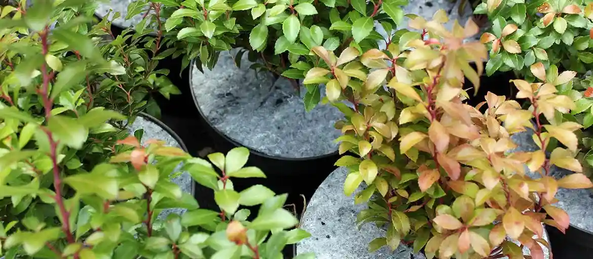 Disques FIBERI pour pots