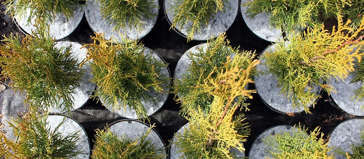 Pépinière horticole