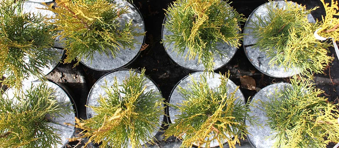 Accessoires pour pots