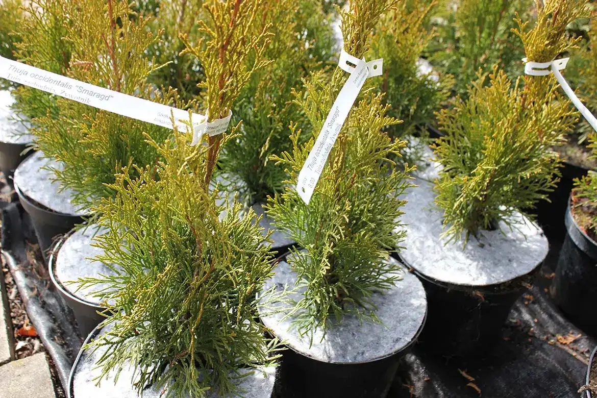 Disques non tissés pour pots pour le contrôle des mauvaises herbes